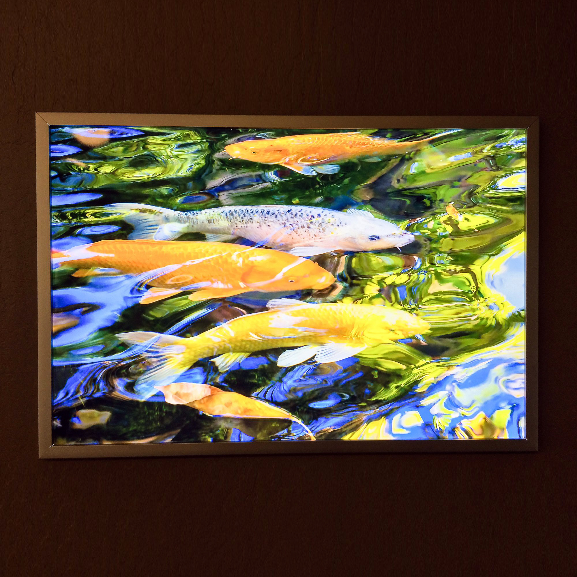 ArtisanHD Duratrans Light Box Backlit Prints Koi Fish