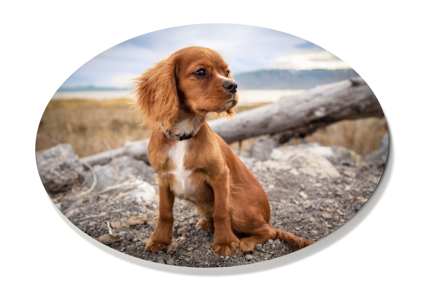 Puppy oval print - unique custom photo gifts