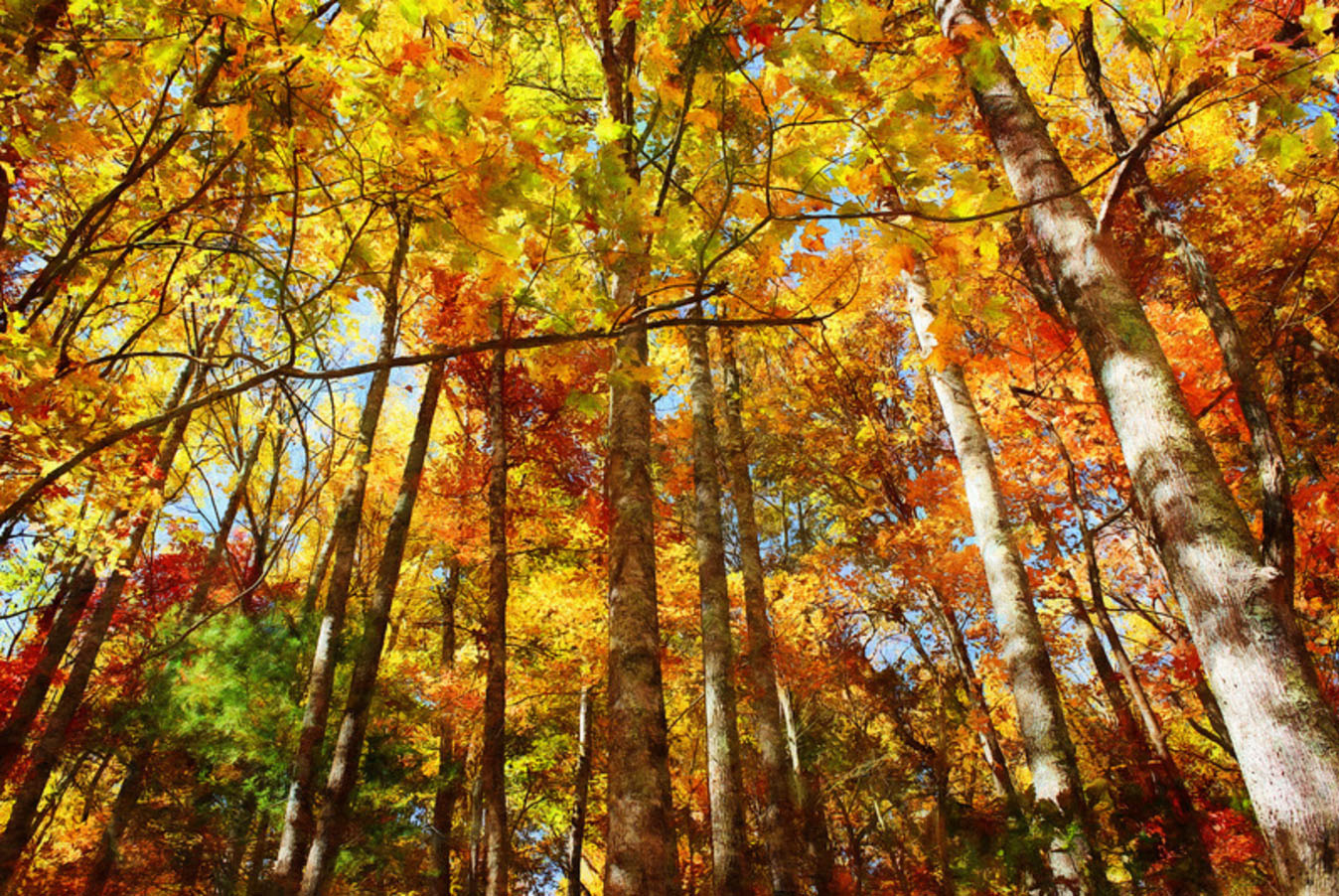 Colors of Autumn digital art prints by Rebecah Thompson