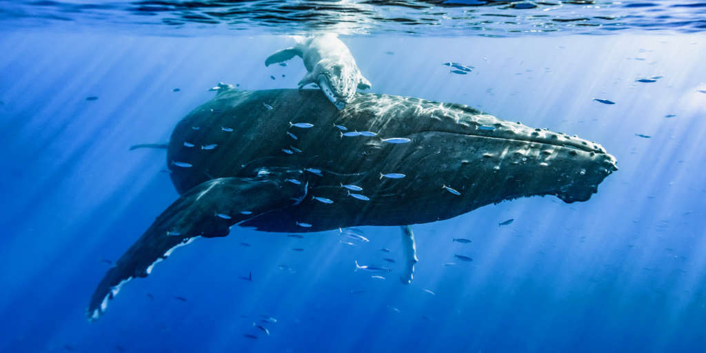 Nature Photographer andrew shoemaker whale photo