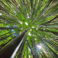 andrew shoemaker nature photographer of bamboo trees 1 starting to sell art online