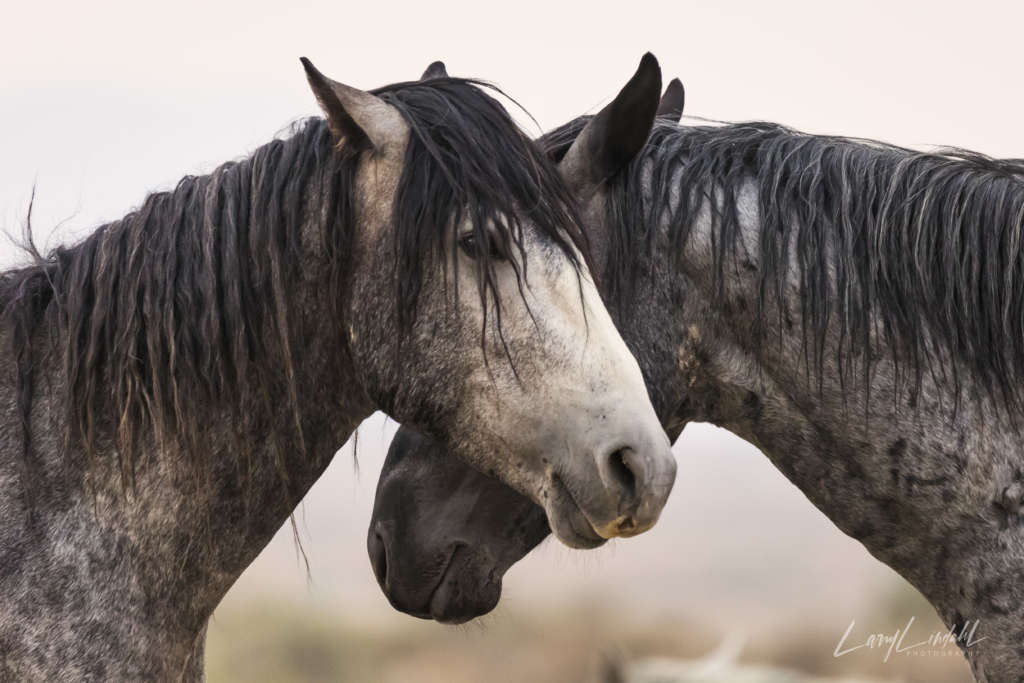 Utah WildHorses Onaqui 2 Horses close up Larry Lindahl ArtisanHD Brand Ambassador