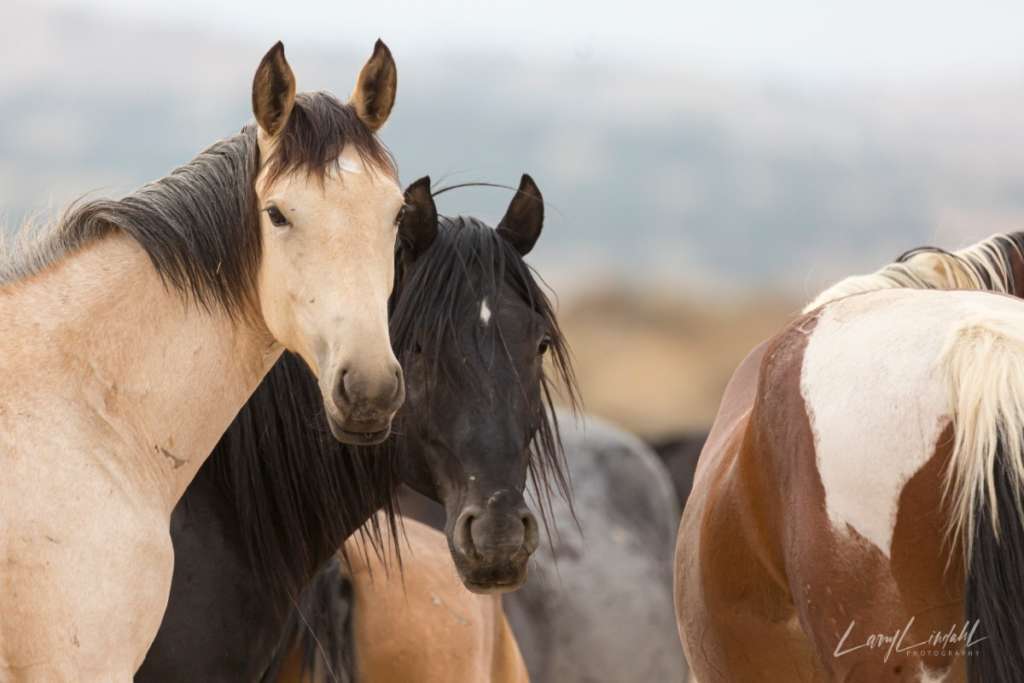 Utah WildHorses Onaqui 3 horses close up looking at you Larry Lindahl Outdoor Photographer ArtisanHD Brand Ambassador web