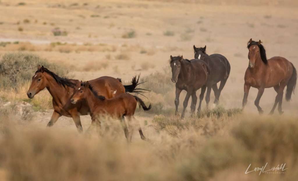 Utah WildHorses Onaqui 4 horses running Larry Lindahl ArtisanHD Brand Ambassador web