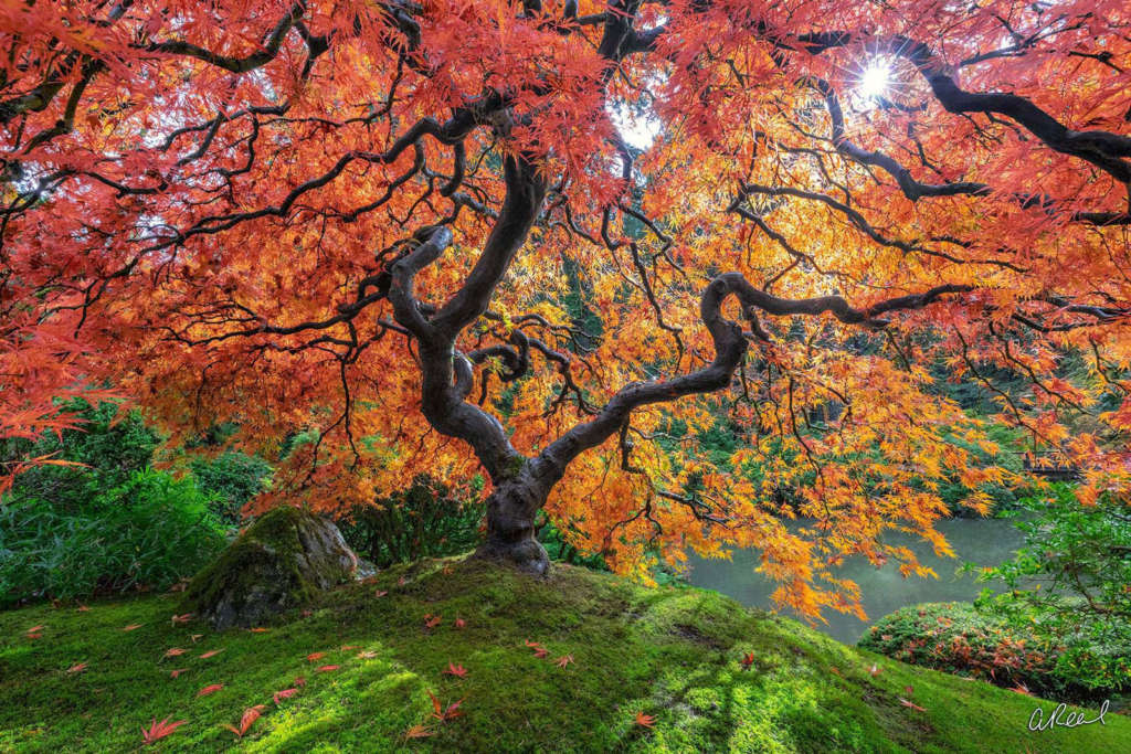 Heavens Gate Japanese Maple Tree by photographer Aaron Reed